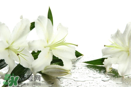 百合花葉子發(fā)黃怎么回事？百合花葉子發(fā)黃怎么辦？