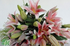 養(yǎng)百合花用什么水？養(yǎng)百合花水里放什么？
