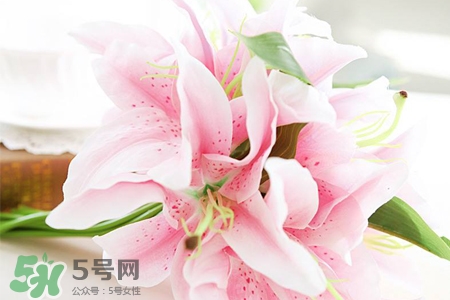 養(yǎng)百合花用什么水？養(yǎng)百合花水里放什么？