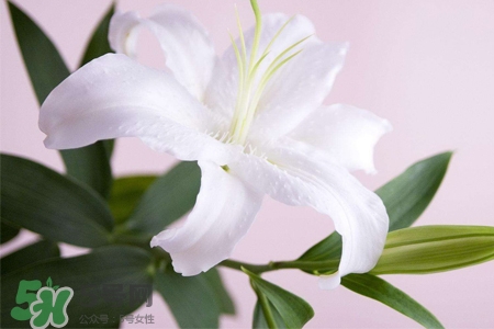 百合花多久澆一次水？百合花多長時(shí)間澆水？