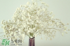 滿天星在花瓶里怎么養(yǎng)？滿天星買回來(lái)要養(yǎng)水嗎？