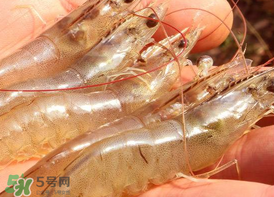 凍蝦發(fā)黑能吃嗎？變黑的凍蝦還能吃嗎？
