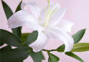 百合花葉子發(fā)黃怎么回事？百合花葉子發(fā)黃怎么辦？