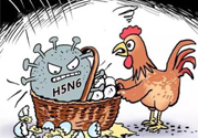 h7n9禽流感怎么預防？預防h7n9禽流感知識