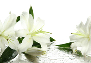 百合花怎么養(yǎng)水里？水養(yǎng)百合花怎么開久些？