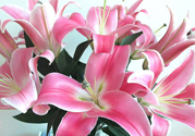 百合花多久澆一次水？百合花多長時間澆水？