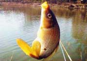 春天釣鯉魚(yú)用什么餌料？春天釣鯉魚(yú)餌料配方