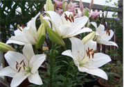 百合花怎么養(yǎng)？百合花在家怎么養(yǎng)？