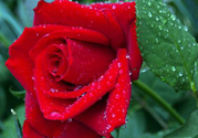 玫瑰花可以放多久？玫瑰花可以放幾天？
