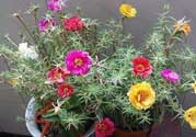 春天家里適合種什么花？春天適合種植什么花？