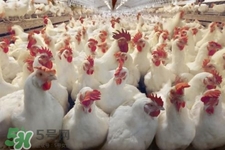 h7n9禽流感可以治愈嗎？禽流感能治好嗎？