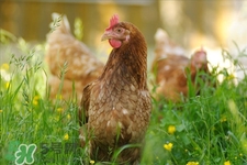 h7n9禽流感可以治愈嗎？禽流感能治好嗎？