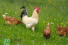 h7n9禽流感可以治愈嗎？禽流感能治好嗎？