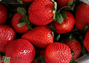 奶油草莓多少錢(qián)一斤？奶油草莓價(jià)格