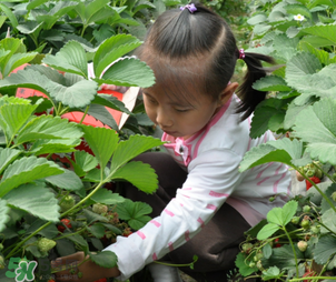 三亞哪里可以摘草莓？三亞摘草莓在哪里？