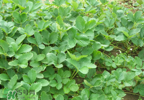 草莓苗幾月份種植？幾月份可以種草莓？