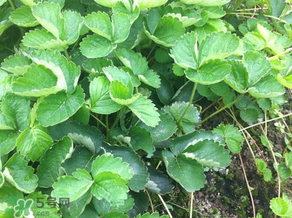 草莓苗幾月份種植？幾月份可以種草莓？