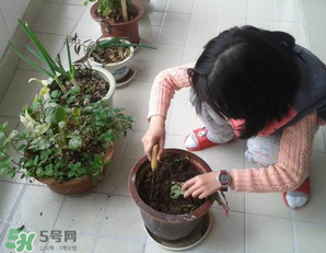 春天家里適合種什么花？春天適合種植什么花？