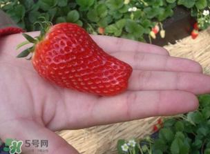 怎么辨別有機草莓？有機草莓和普通草莓的區(qū)別 