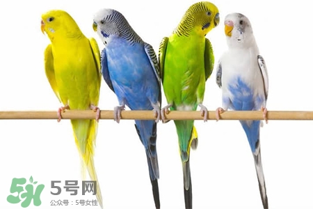 禽流感可以養(yǎng)鸚鵡嗎？禽流感期間能養(yǎng)鸚鵡嗎？