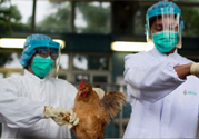 h7n9禽流感可以治愈嗎？禽流感能治好嗎？