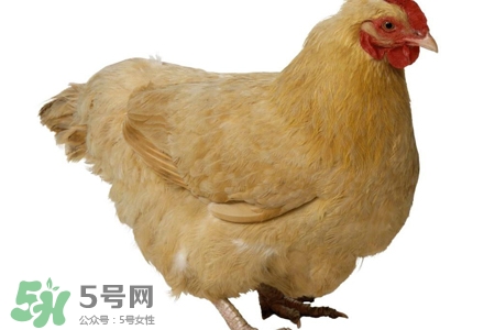 禽流感有哪些癥狀？人得禽流感什么癥狀？