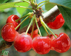 美早和大紅燈哪個好吃？美早和大紅燈的區(qū)別
