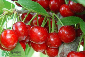 美早和黑珍珠哪個(gè)好吃？美早和黑珍珠的區(qū)別