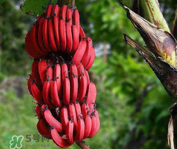 紅香蕉多少錢(qián)一斤？南洋紅香蕉多少錢(qián)一斤？