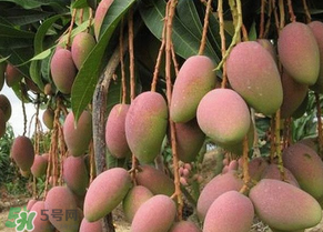 青芒果切開(kāi)沒(méi)熟怎么辦？芒果沒(méi)熟切開(kāi)了怎么辦？