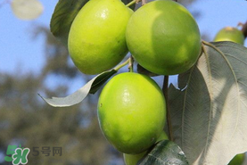 青棗與牛奶棗是轉(zhuǎn)基因水果嗎？青棗和牛奶棗的區(qū)別