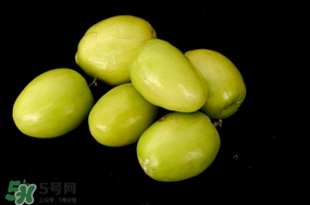 青棗什么時(shí)候上市？青棗什么時(shí)候成熟？