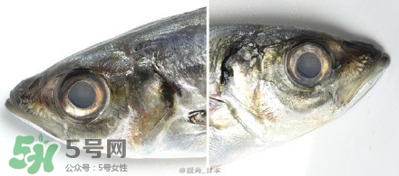怎么自制死魚眼眼鏡？死魚眼眼鏡哪里買？
