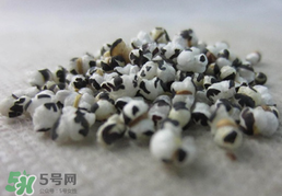 穿山甲下奶怎么吃？穿山甲下奶效果好嗎？