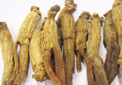 高麗參適合什么人吃？什么人不能吃高麗參？