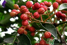 花椒可以泡水喝嗎？花椒泡水喝有什么作用？