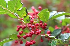花椒真的能治打呼嚕嗎？花椒水治打呼嚕有效嗎？