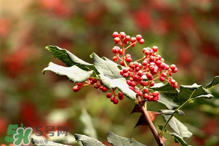 花椒水能治痔瘡嗎？花椒水治痔瘡有效果嗎？