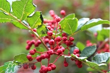 花椒水能治痔瘡嗎？花椒水治痔瘡有效果嗎？