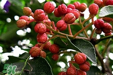 花椒水能治痔瘡嗎？花椒水治痔瘡有效果嗎？