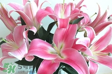 春天開(kāi)的花有哪些？春天都開(kāi)什么花？