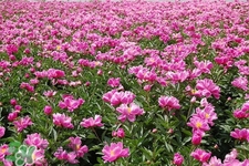春天開(kāi)的花有哪些？春天都開(kāi)什么花？