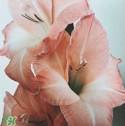 煙熏玫瑰色口紅哪個(gè)牌子好？煙熏玫瑰色口紅推薦
