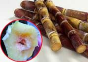 甘蔗發(fā)霉能吃嗎？吃了發(fā)霉的甘蔗怎么辦？
