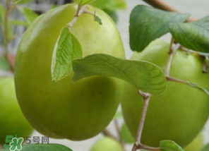 懷孕初期能吃青棗嗎？懷孕初期吃青棗好嗎？