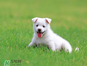 狗狗可以吃青棗嗎？狗狗能不能吃青棗？