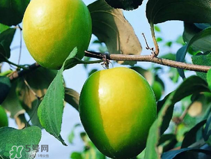 青棗吃多了會(huì)胖嗎？吃青棗會(huì)不會(huì)發(fā)胖？
