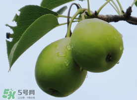 吃青棗可以減肥嗎？減肥可以吃青棗嗎？