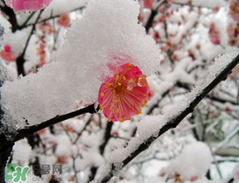 春天下雪意味著什么？春天為什么會下雪？