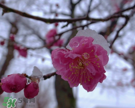 春天下雪意味著什么？春天為什么會下雪？